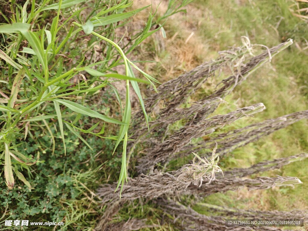 野外干枯植物与绿植景象