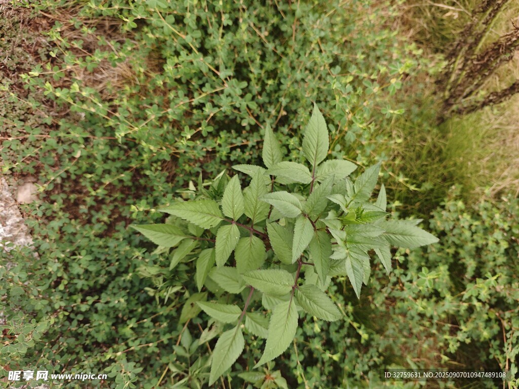 绿叶丛生的植物景观