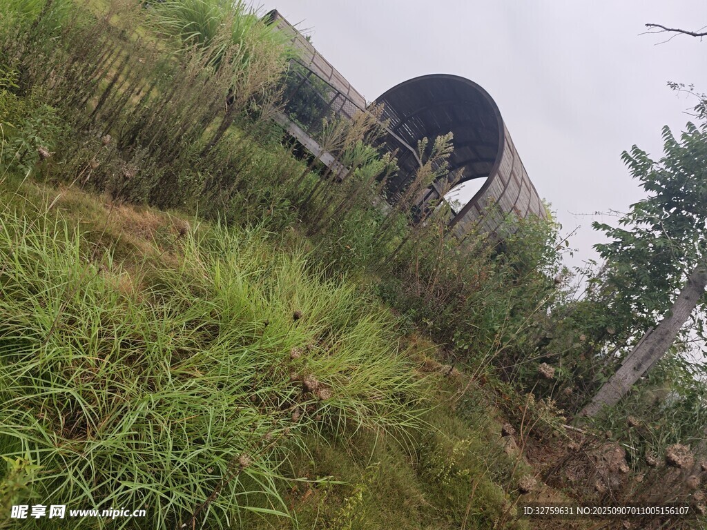 野外废弃建筑旁的繁茂草木