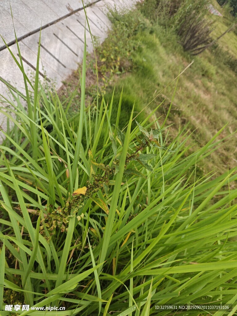 嫩绿草丛中的生机景象