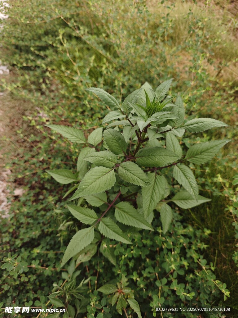 绿叶植物生长于草地间