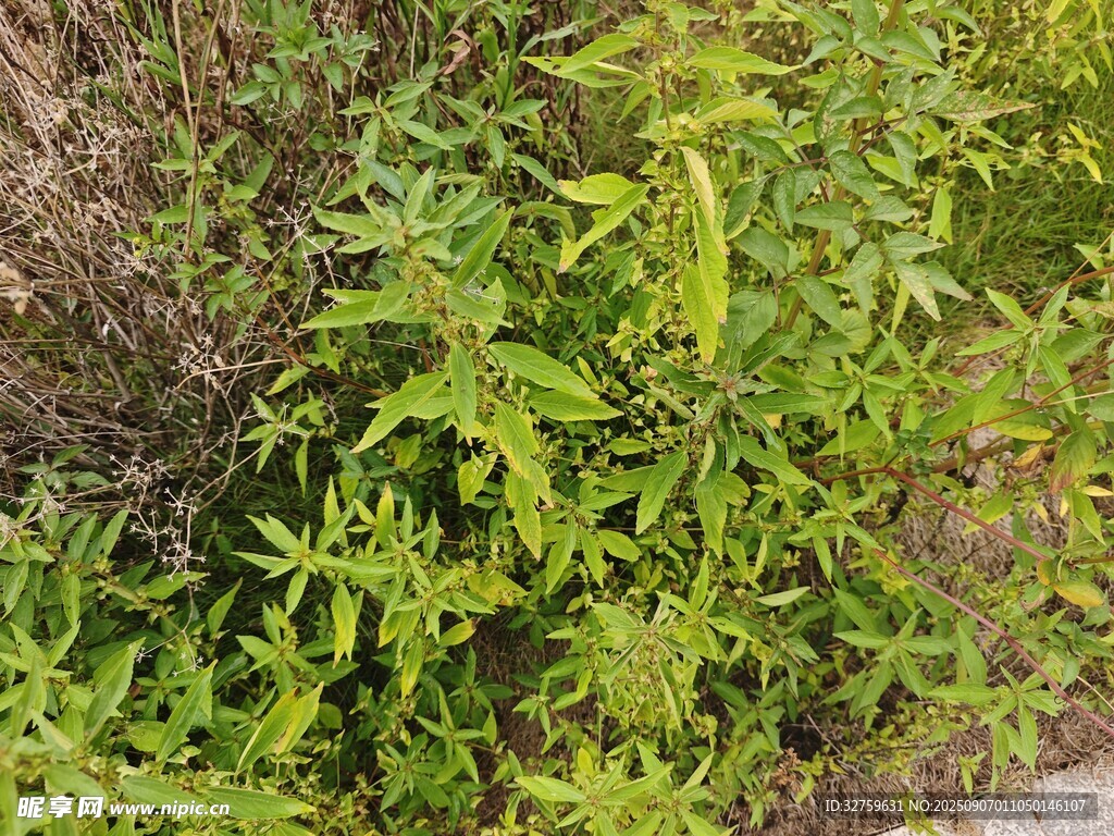 茂盛绿植景观
