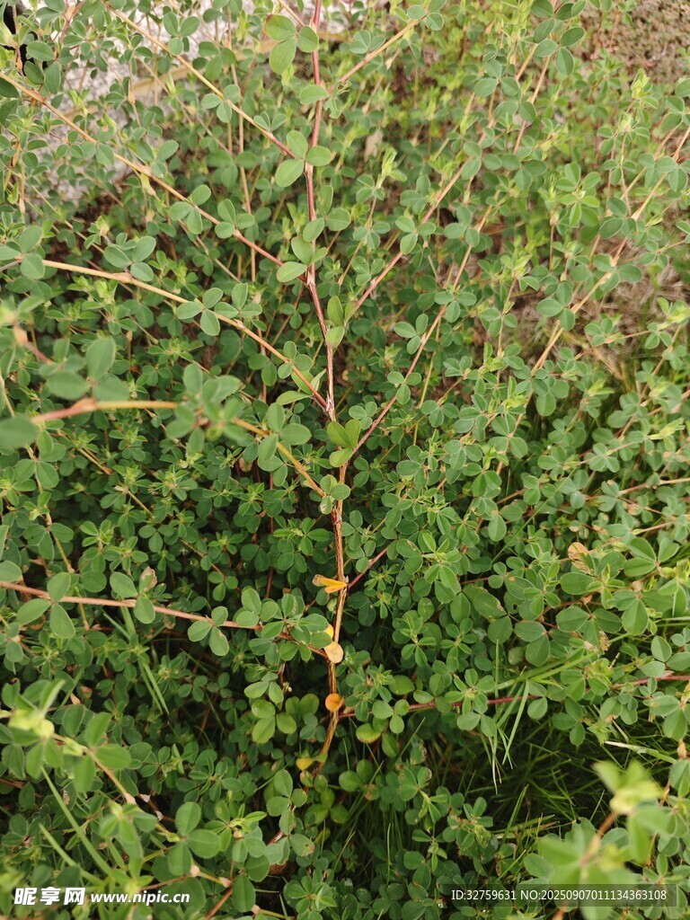 野外的绿色植物