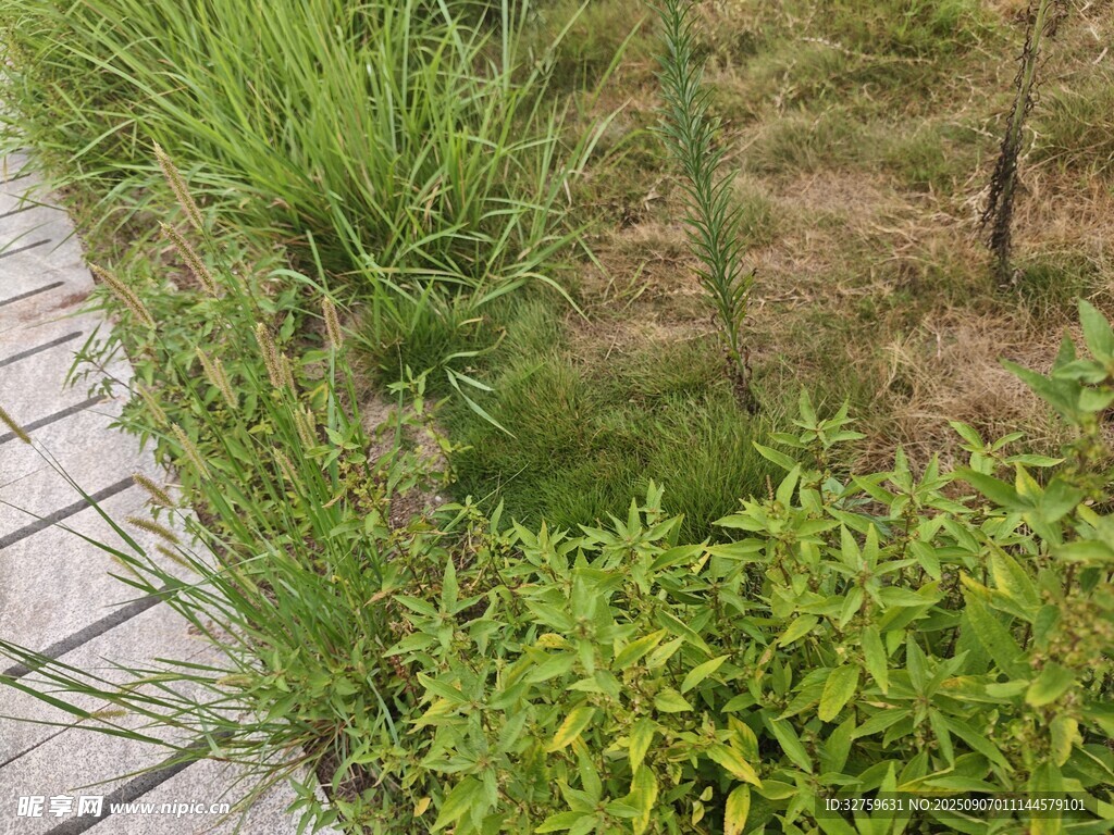 路边绿植景观