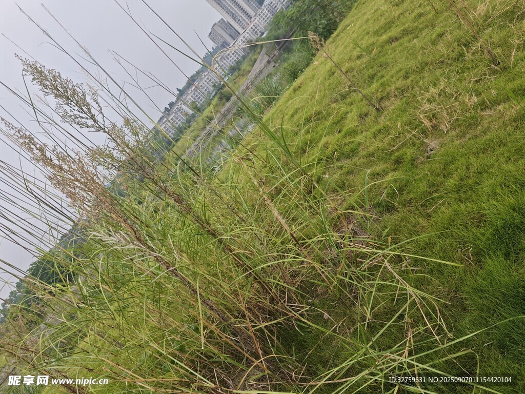 野外茂盛的绿色草地景观