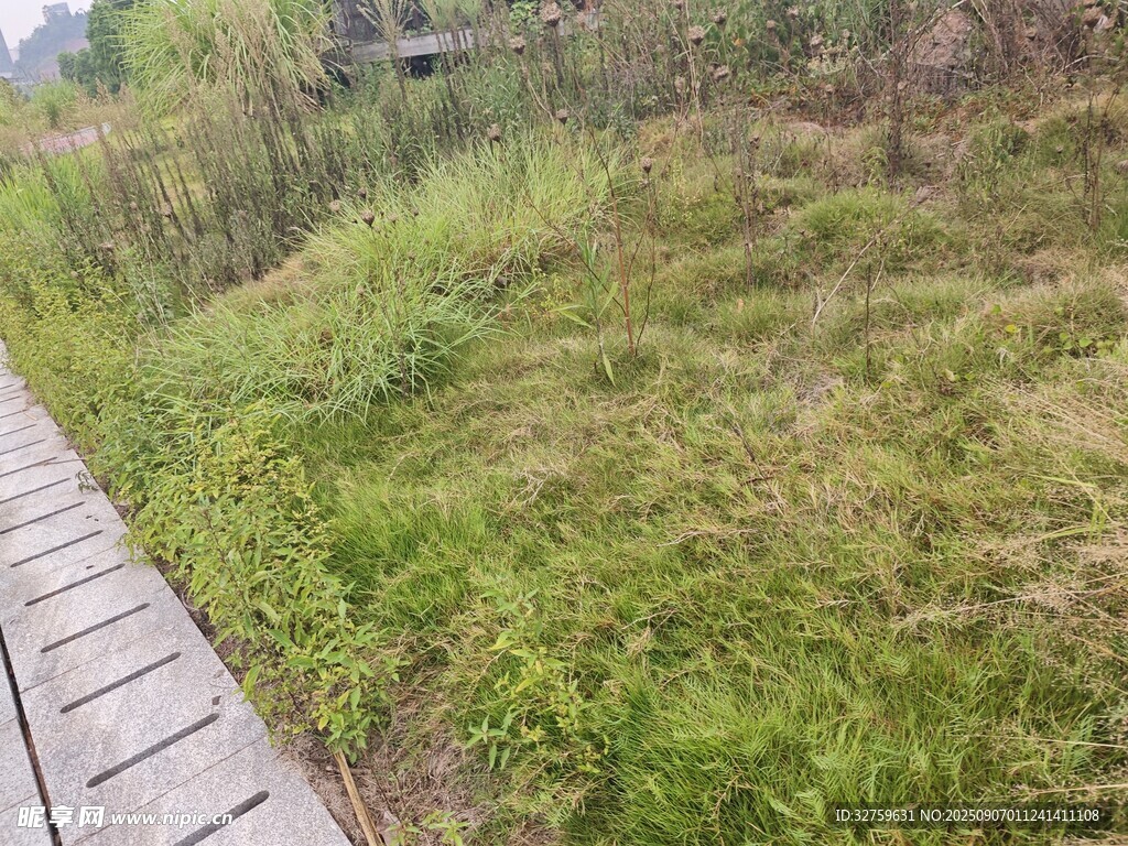 木栈道旁的翠绿草地