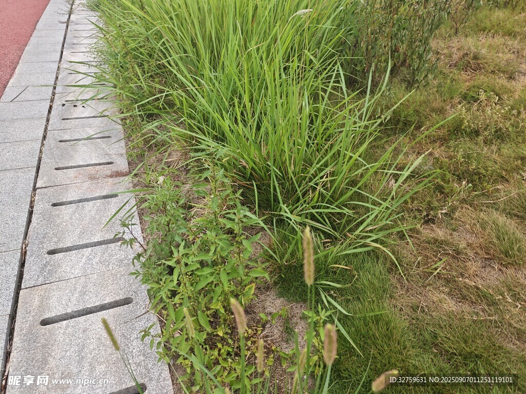 路边翠绿草丛