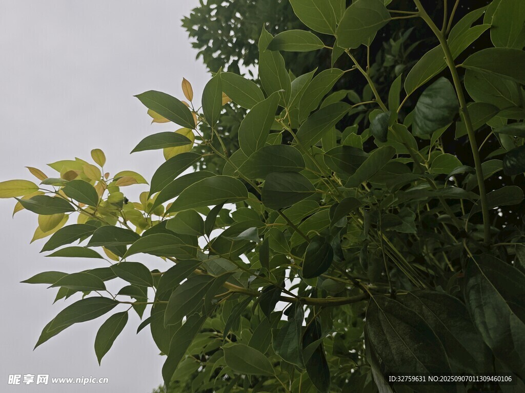 绿叶繁茂的生机景象
