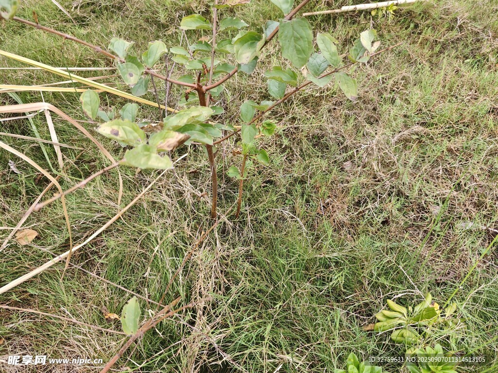 野外草地中的绿色植物