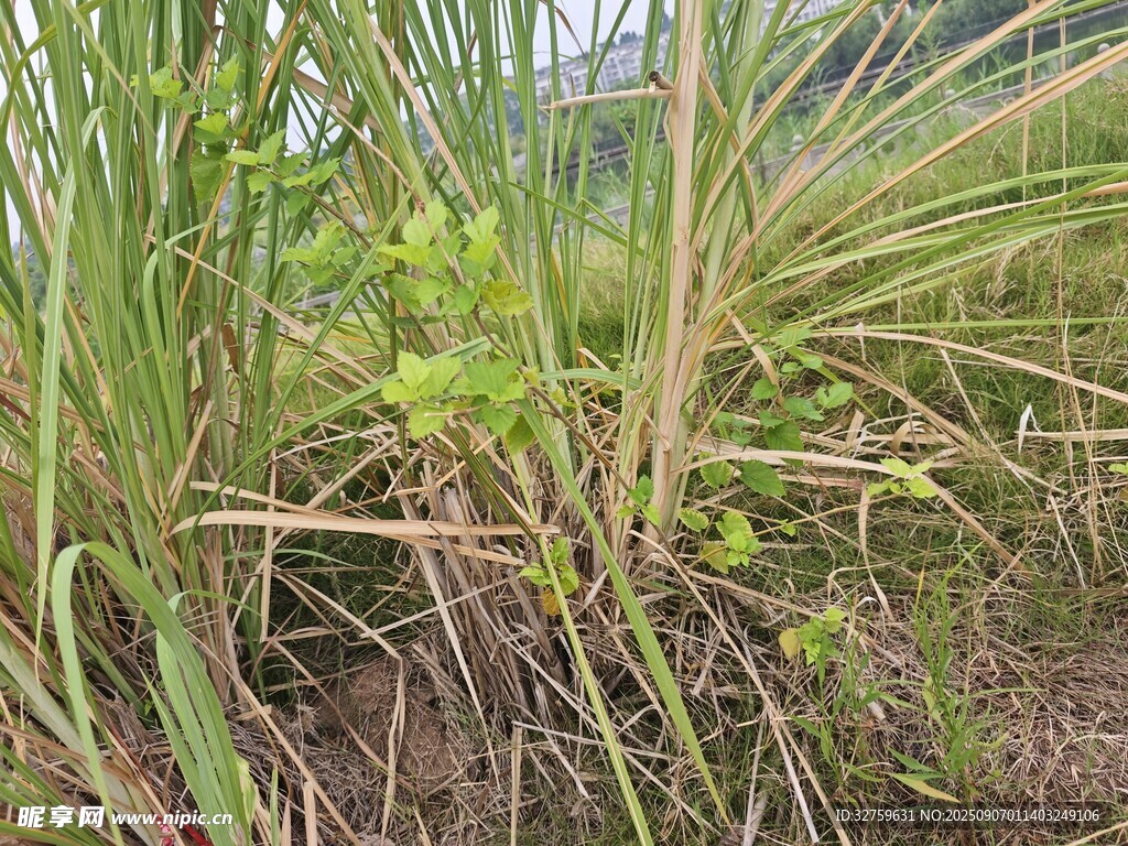 野外茂盛的绿色草丛