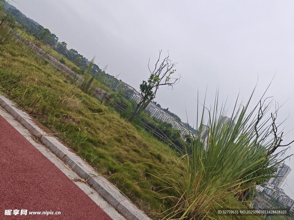 路边绿植景观
