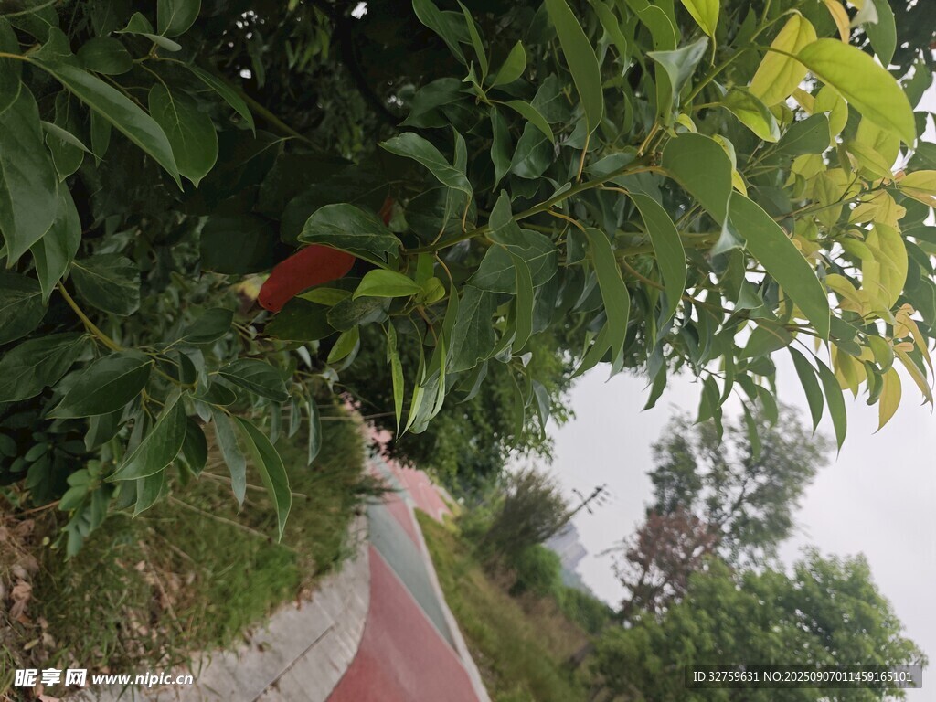 绿叶间的红色果实与小路