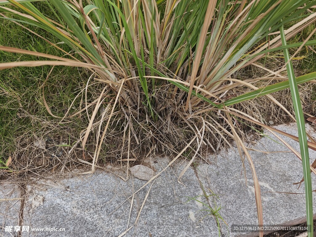 石边生长的绿色草本植物
