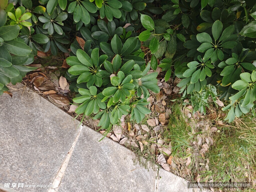 路边绿植景观