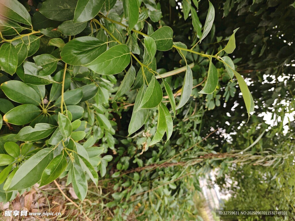 繁茂绿植
