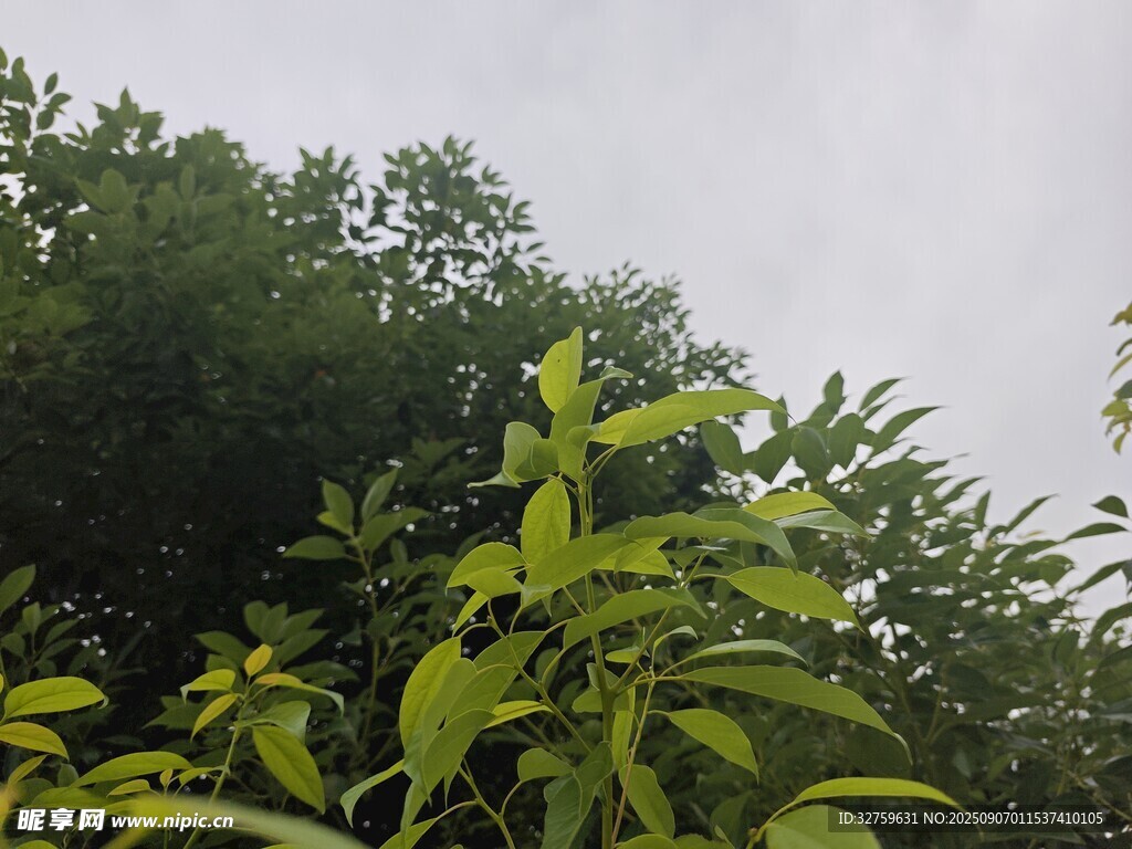 绿叶繁茂的自然景象