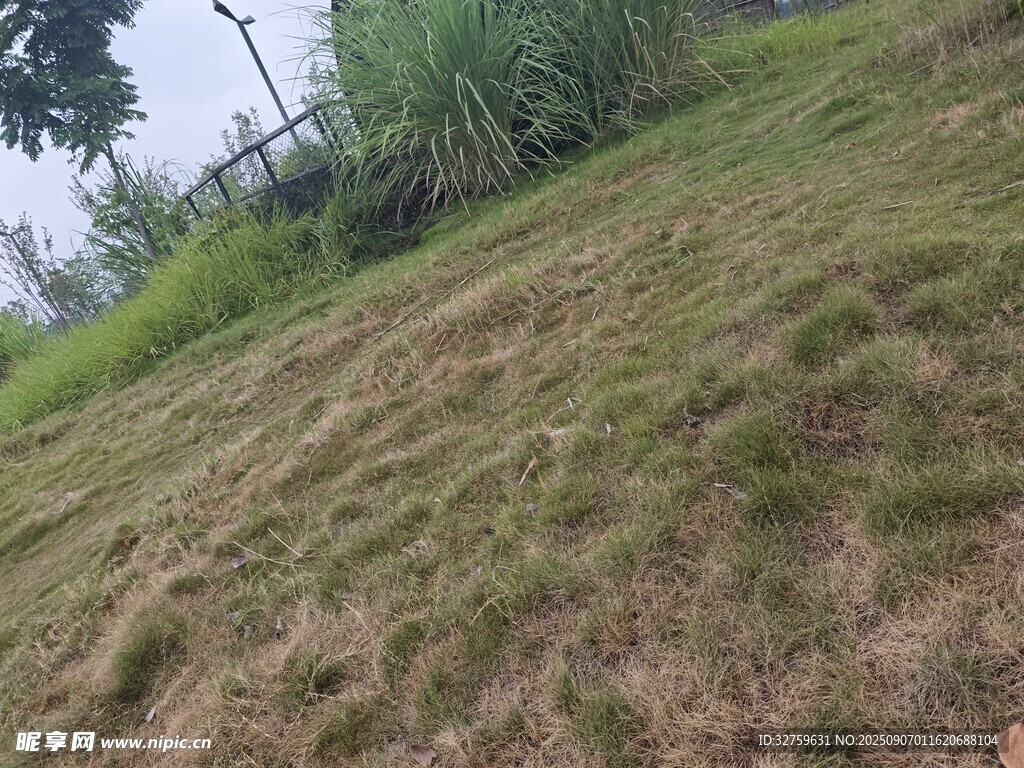 山坡草地景观