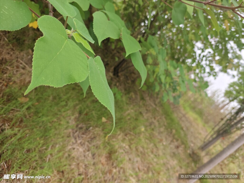 绿叶繁茂的自然景象