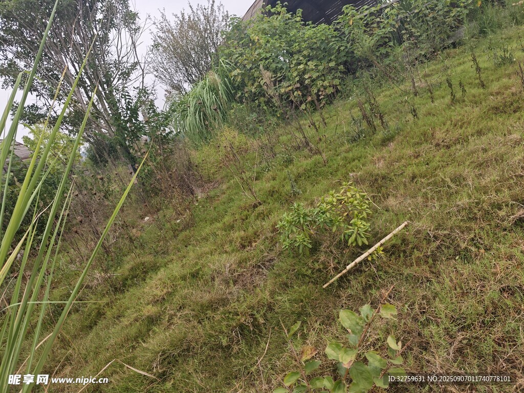 山坡草地绿植自然景象