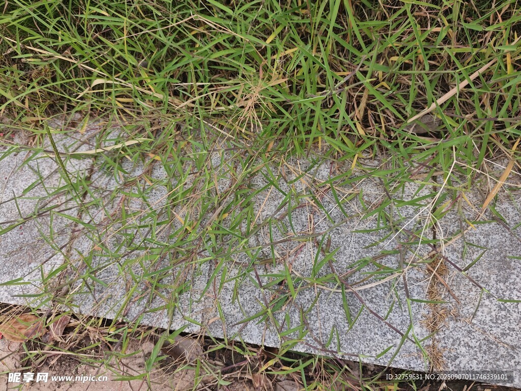 石板旁生长的嫩绿小草