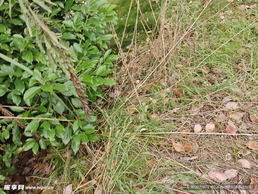 草地旁的绿植景象