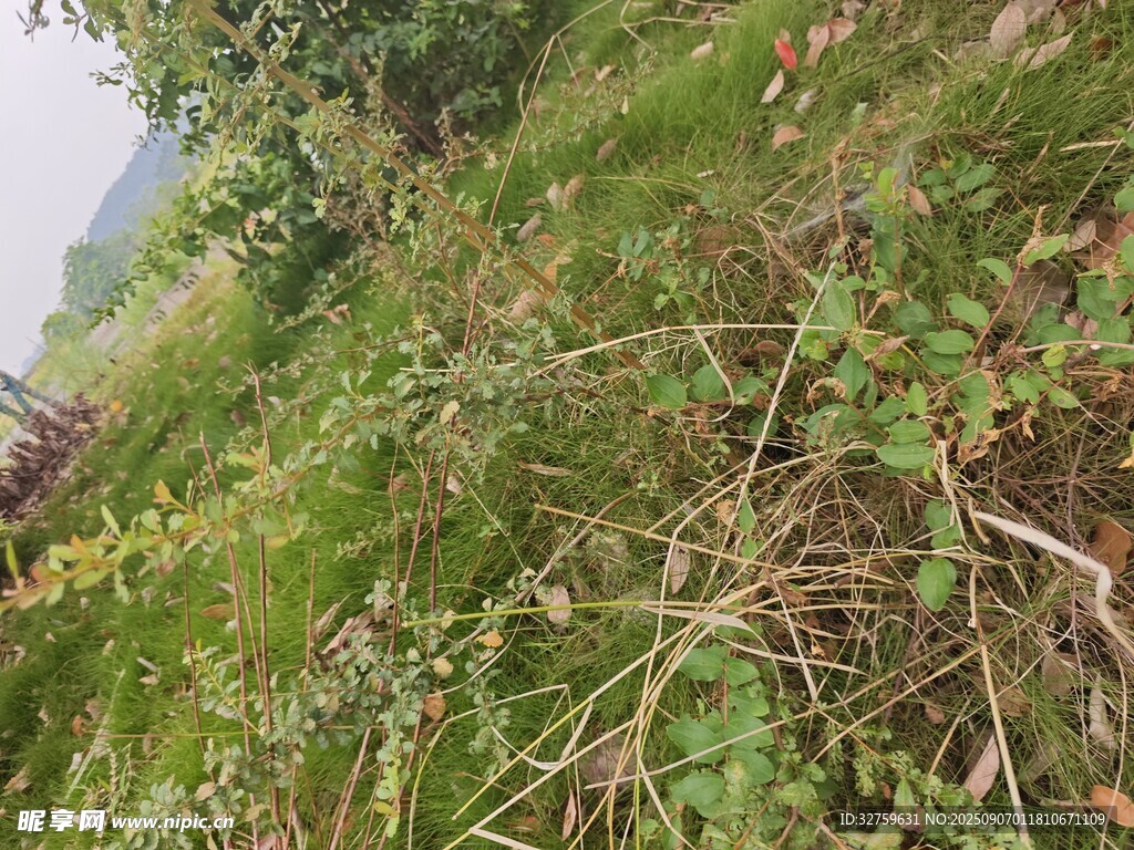 野外繁茂的绿色杂草景观