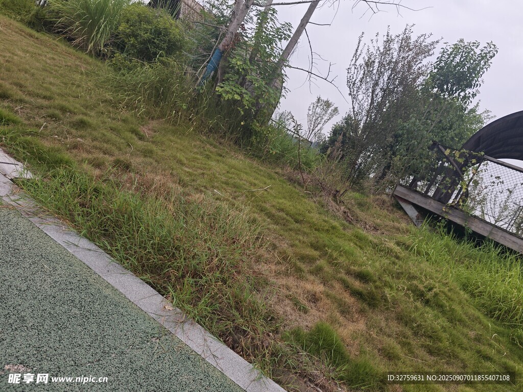 户外草地与树木景观