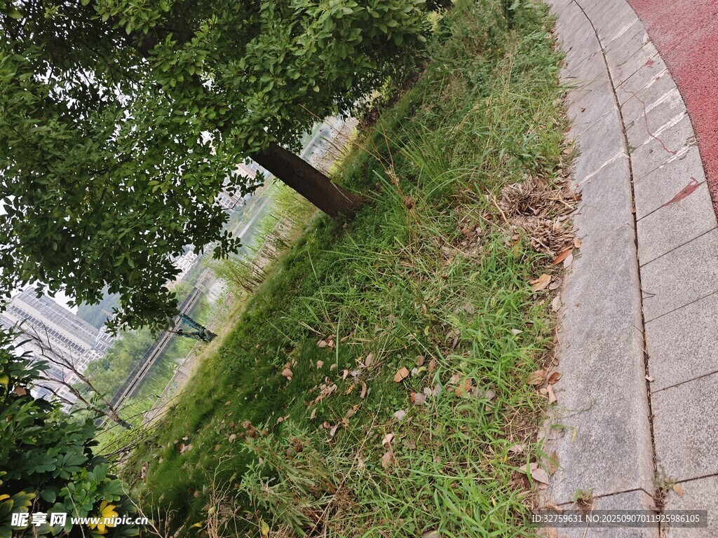 路边绿树草地景致