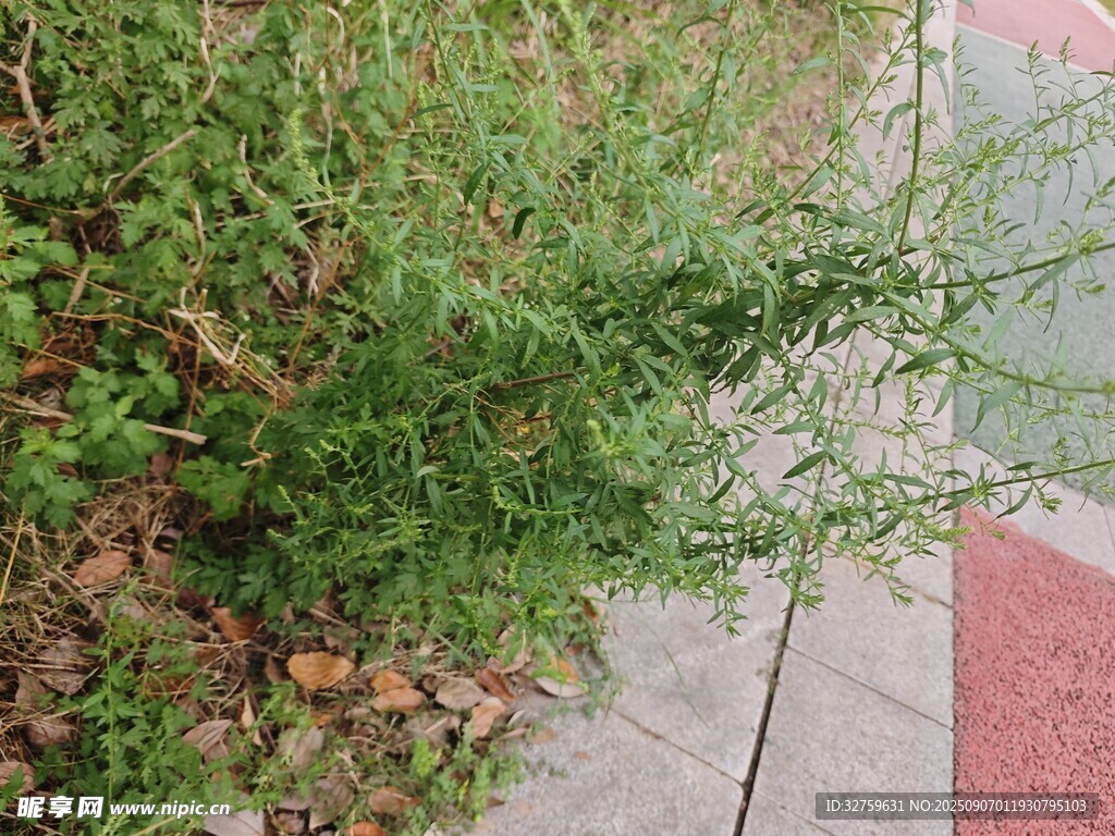 路边绿植景观