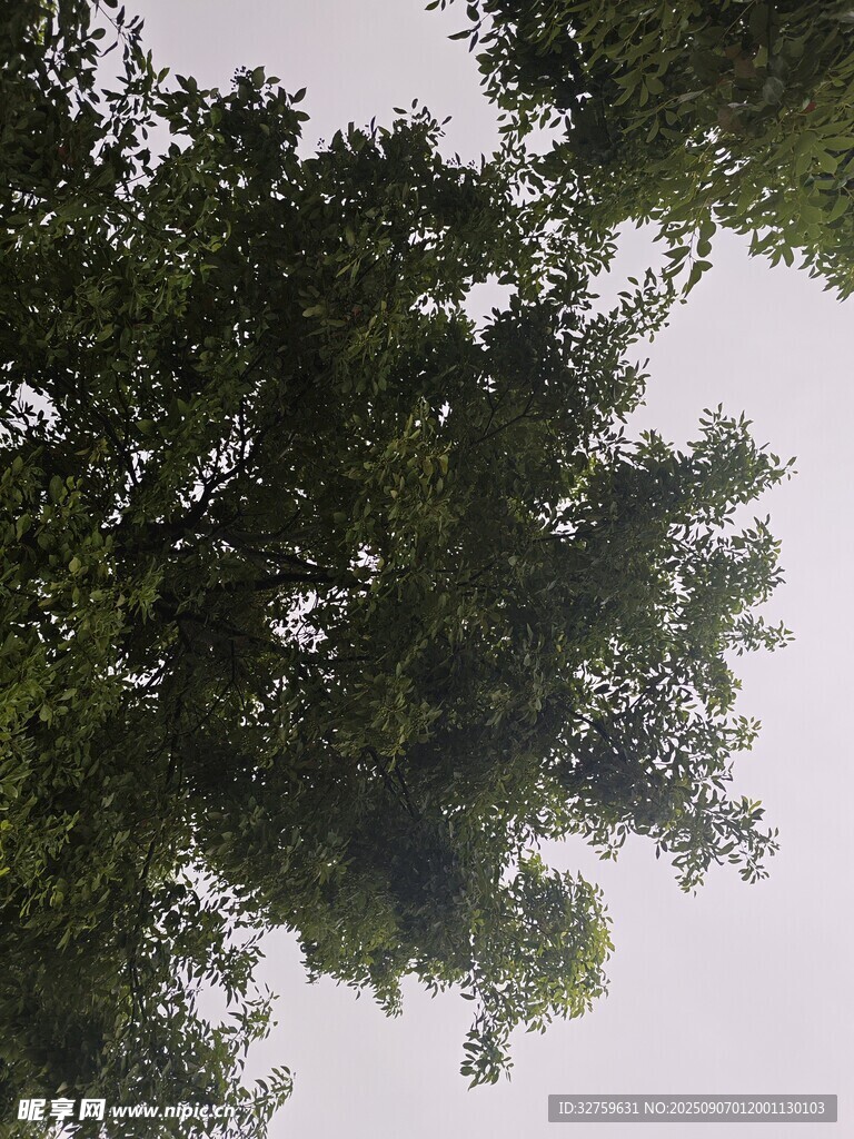 仰视繁茂绿树树冠