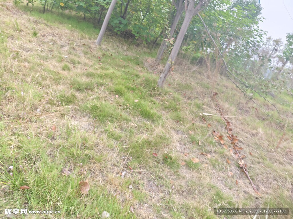 山坡草地与树木景象