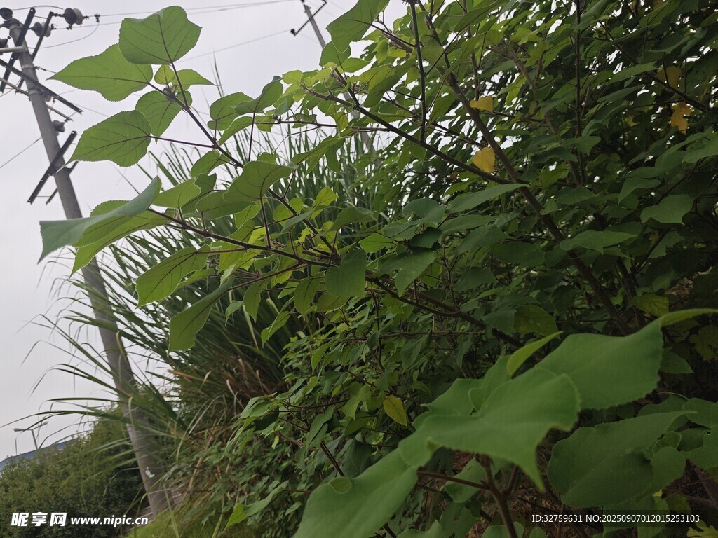 绿叶繁茂的植物景象