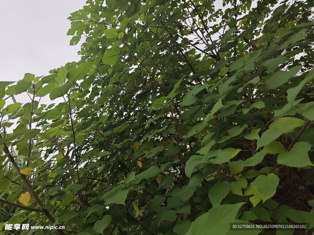 繁茂绿叶植物景观