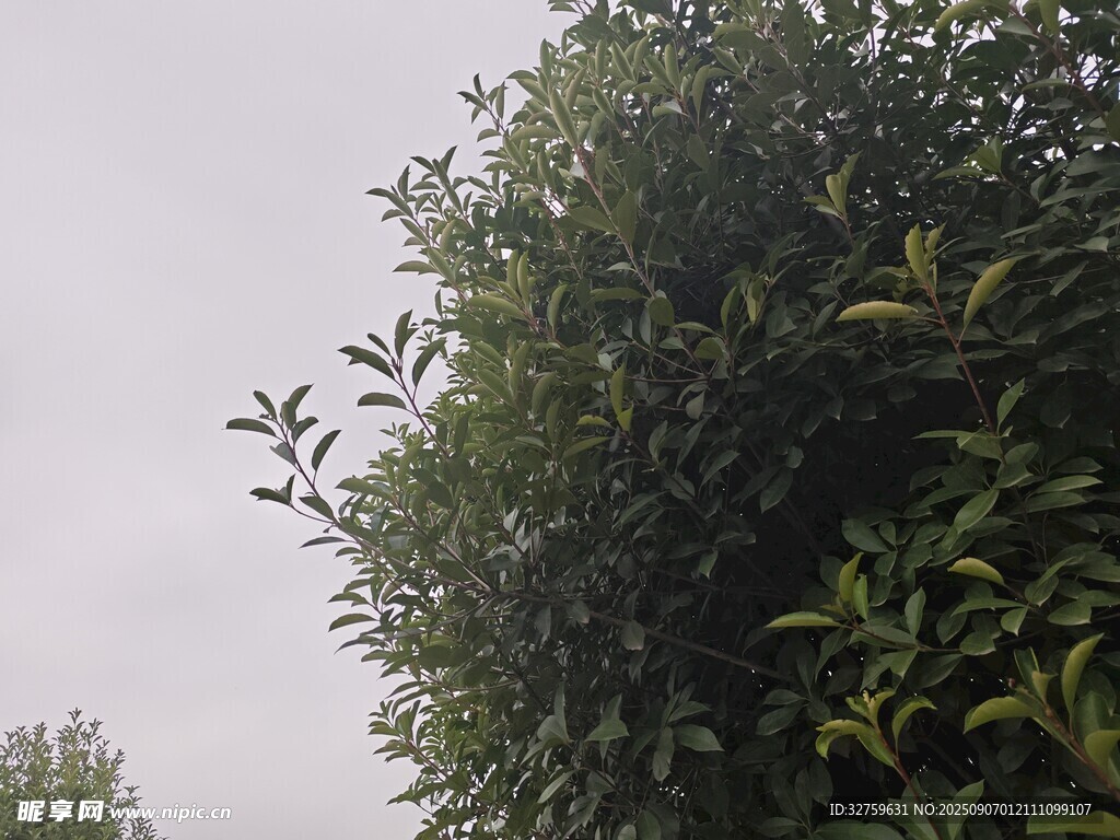 茂密绿植