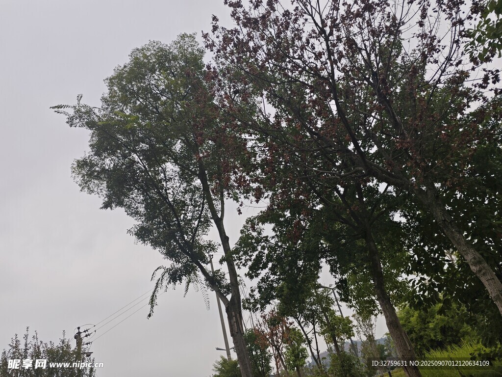 户外高大树木景观