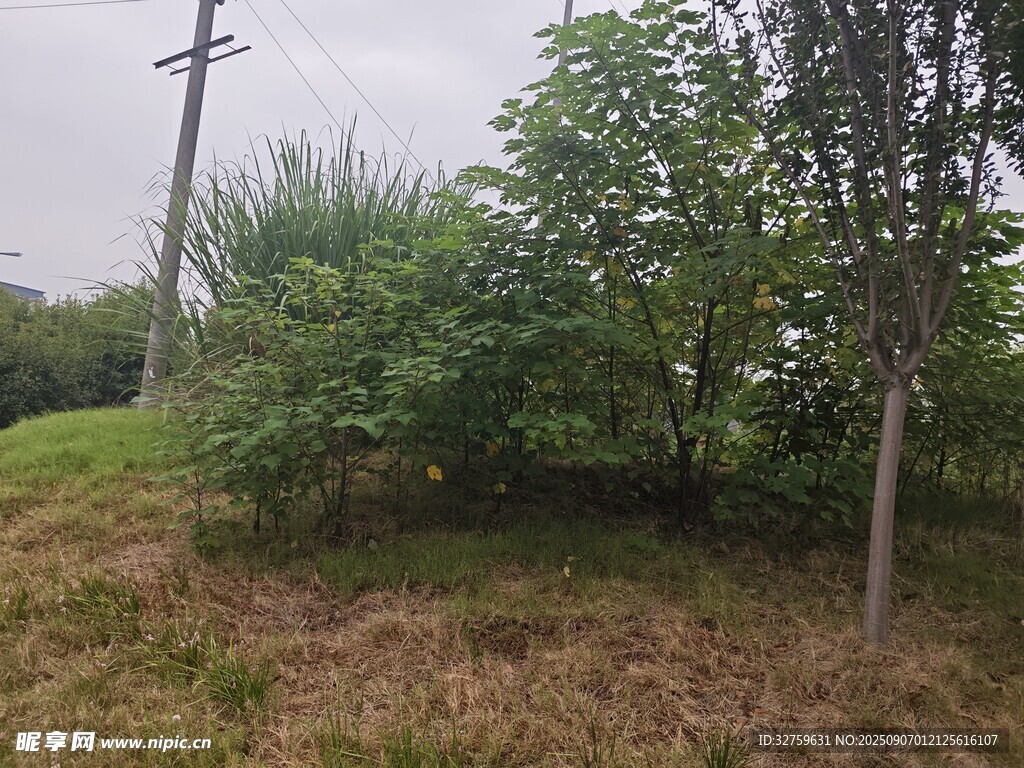 野外绿植丛生景象