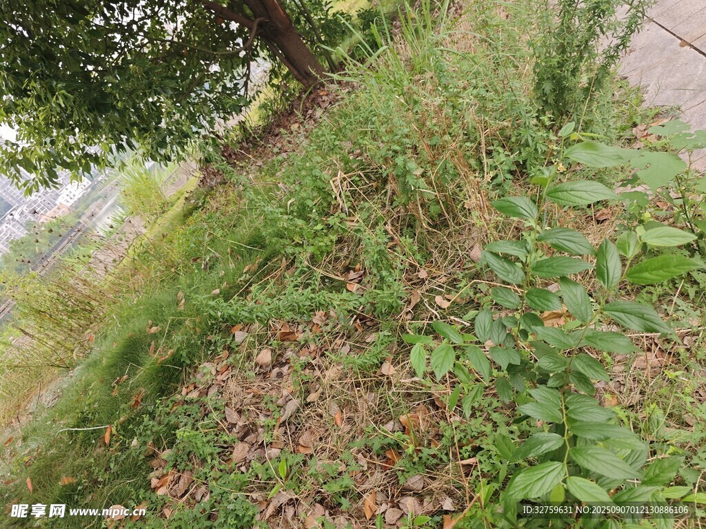 路边繁茂绿植景观