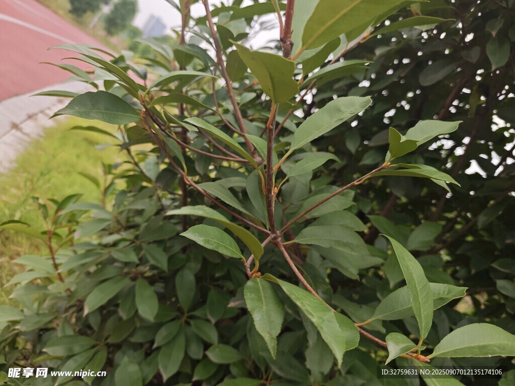 绿叶繁茂的植物植株