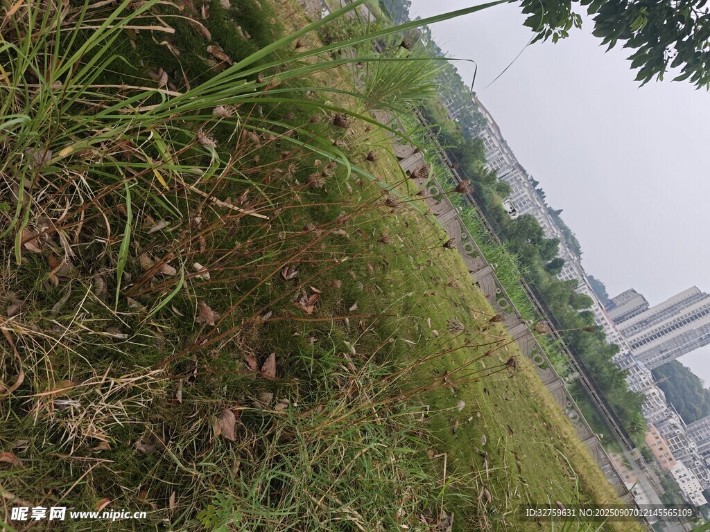 户外草地与远处城市景观