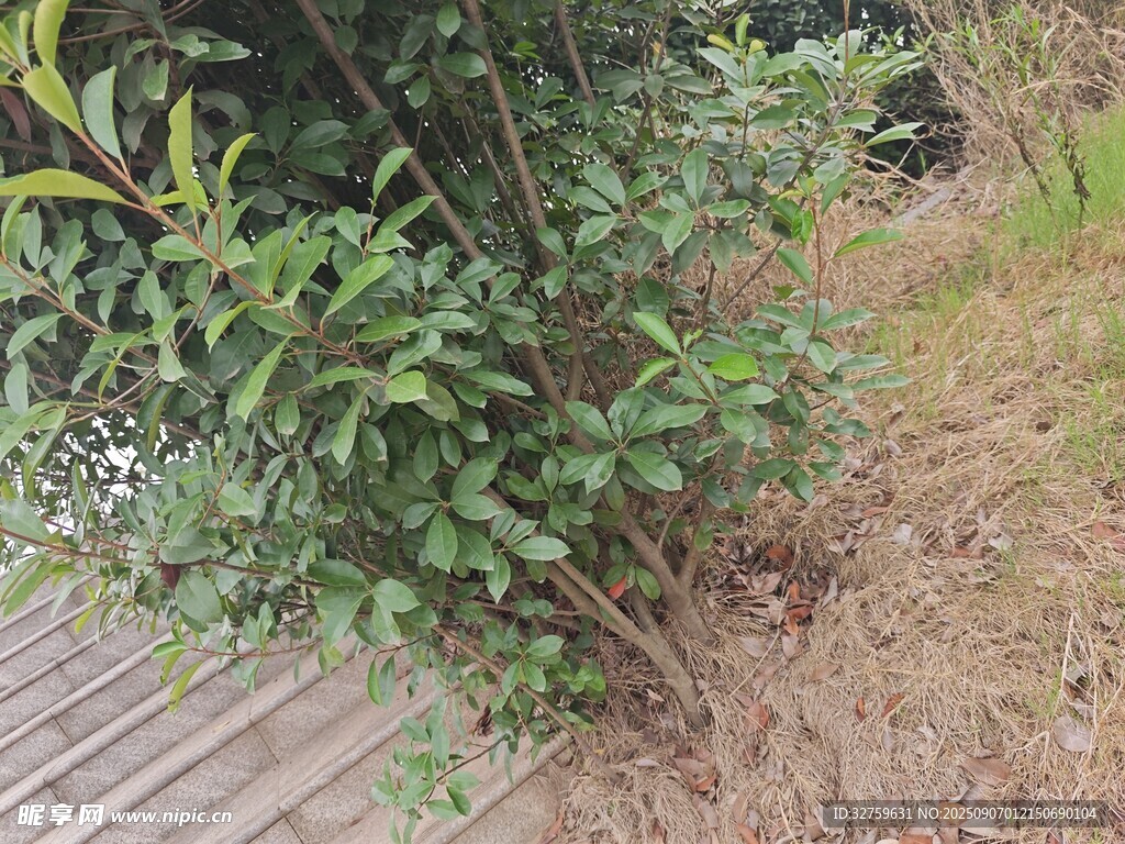 木栈道旁的绿色灌木丛