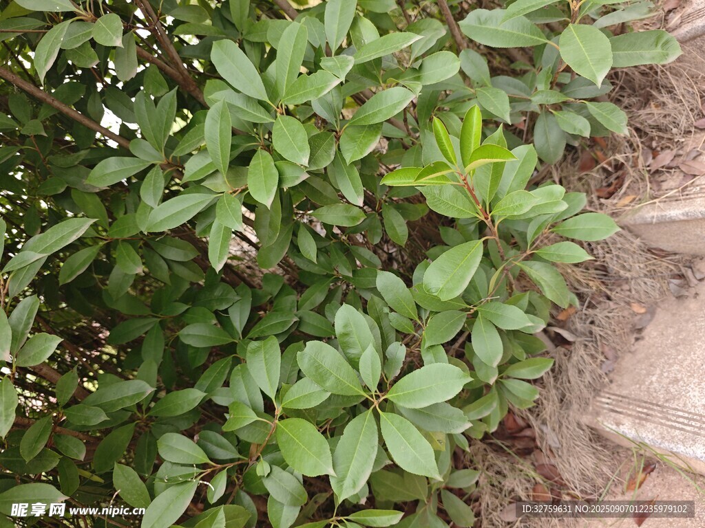 绿叶繁茂的植物