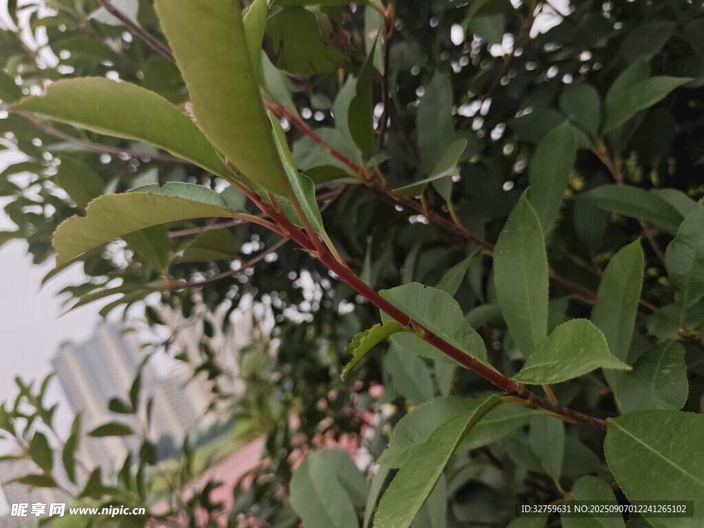 绿叶红枝的植物特写