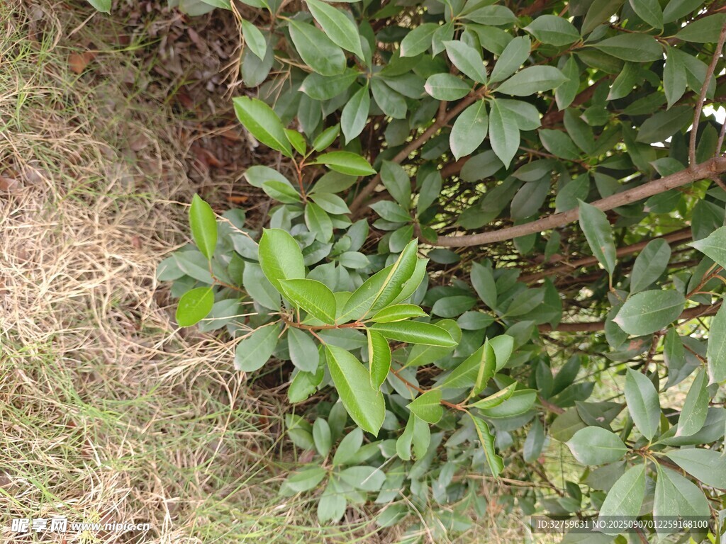 绿叶植物近景