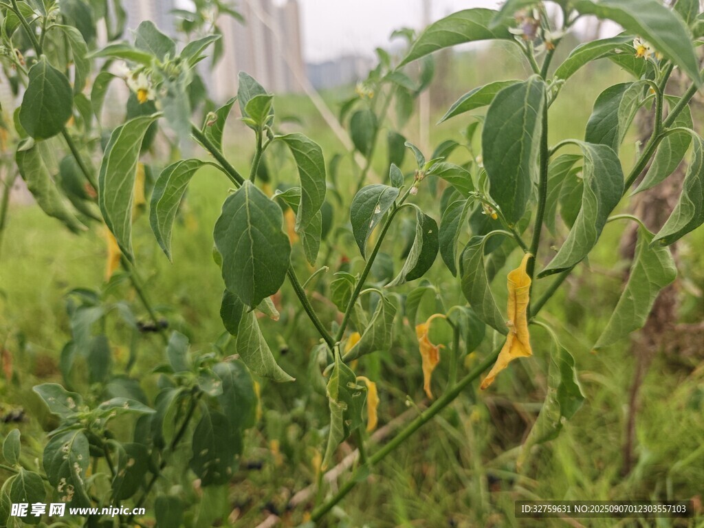 田间嫩绿辣椒植株景象