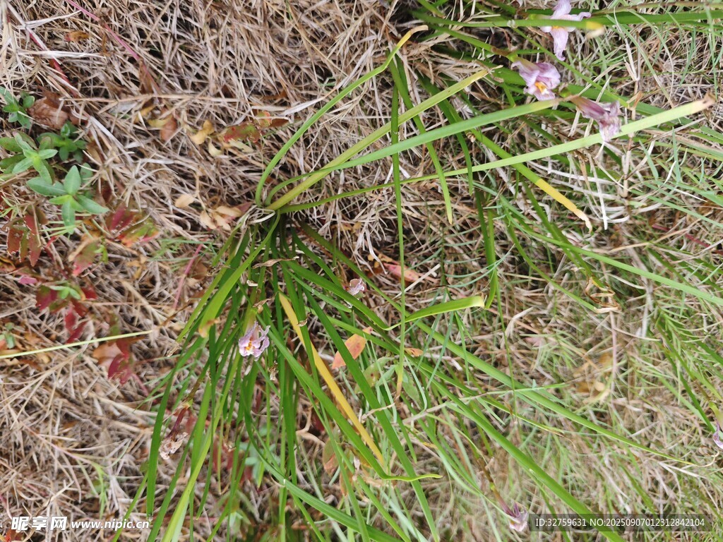 地面生长的绿色带花植物