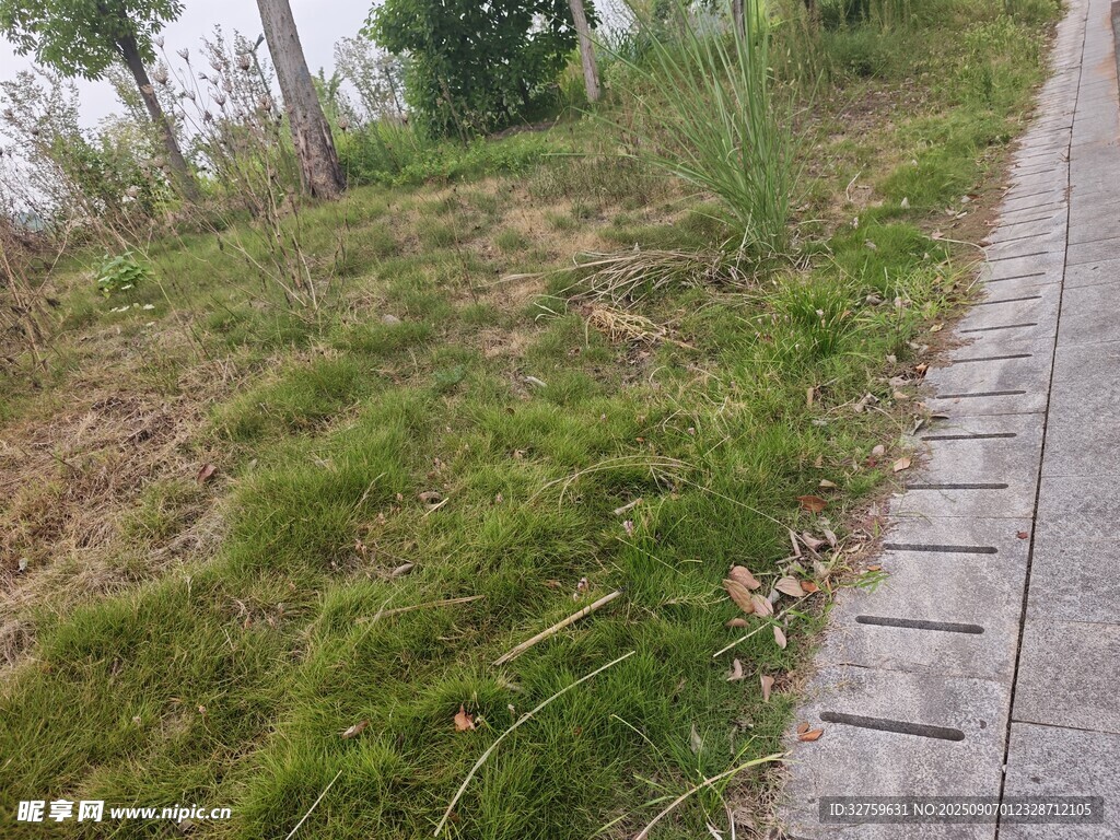 路边草地与砖石步道景观