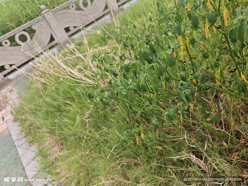 路边繁茂绿植与黄色小花