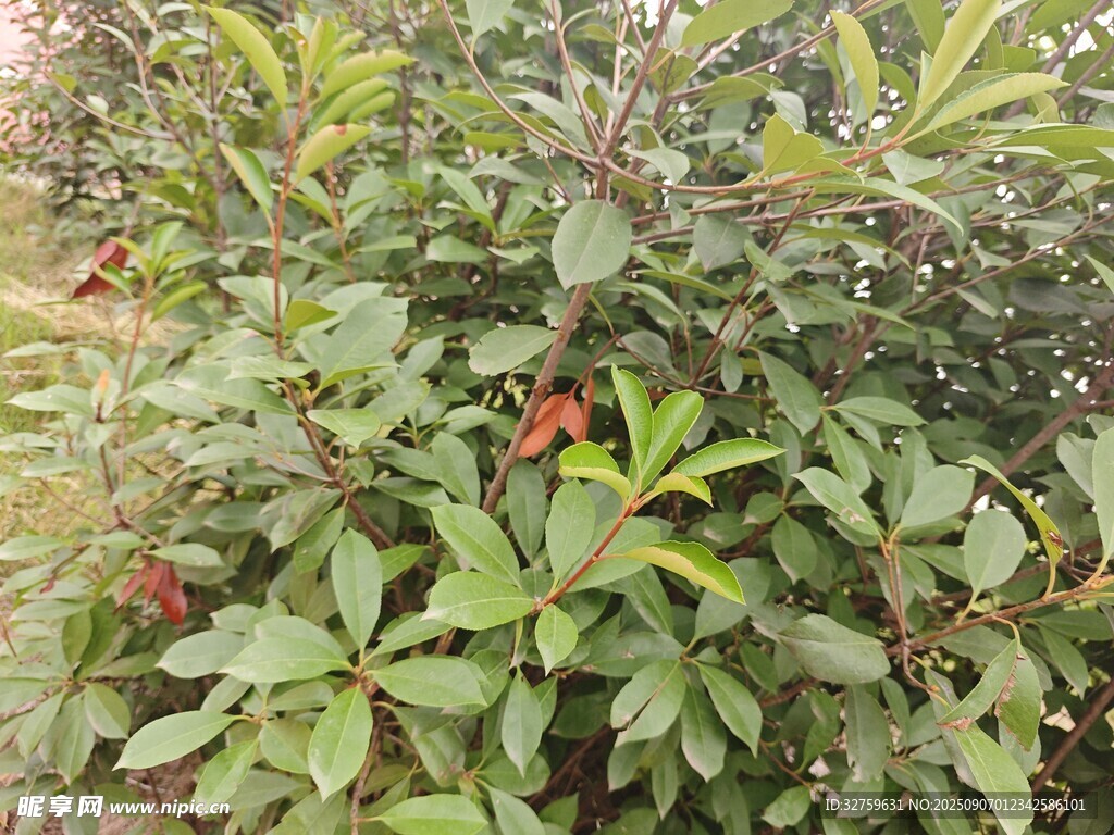 绿叶间的红色果实植物
