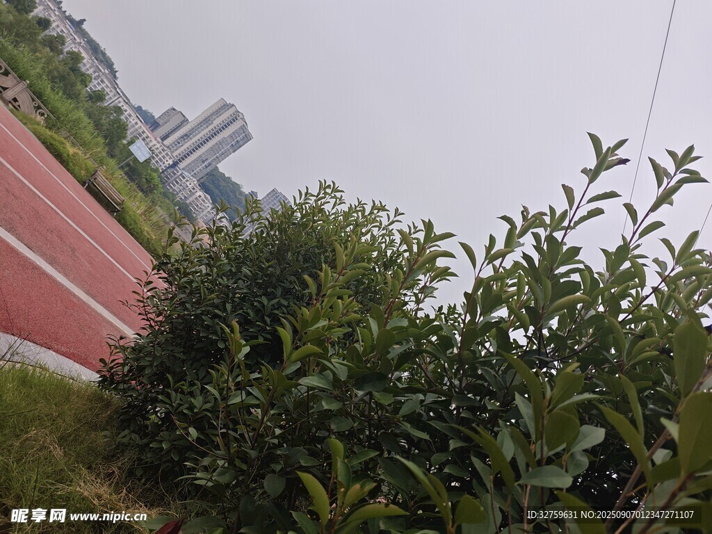 校园跑道旁的绿植景观