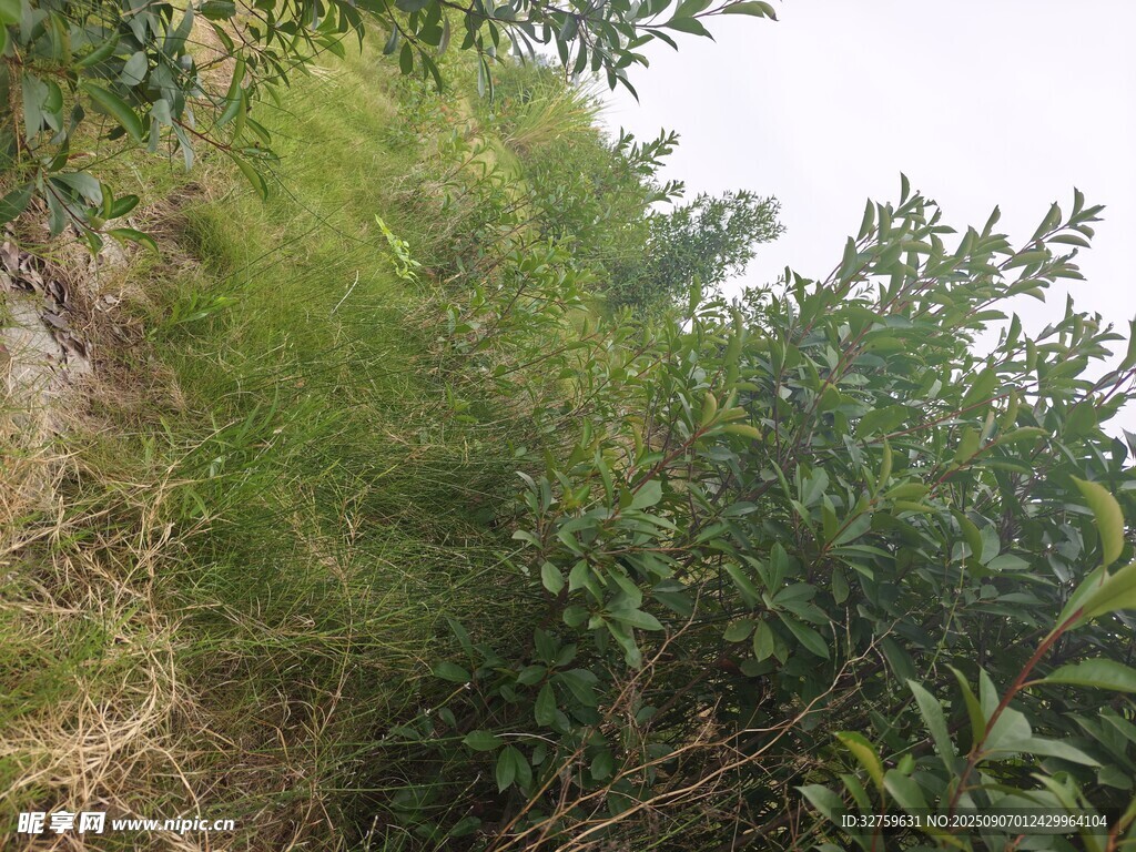 山坡上的繁茂绿植